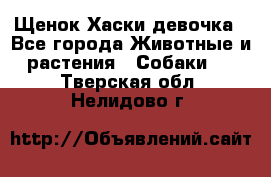 Щенок Хаски девочка - Все города Животные и растения » Собаки   . Тверская обл.,Нелидово г.